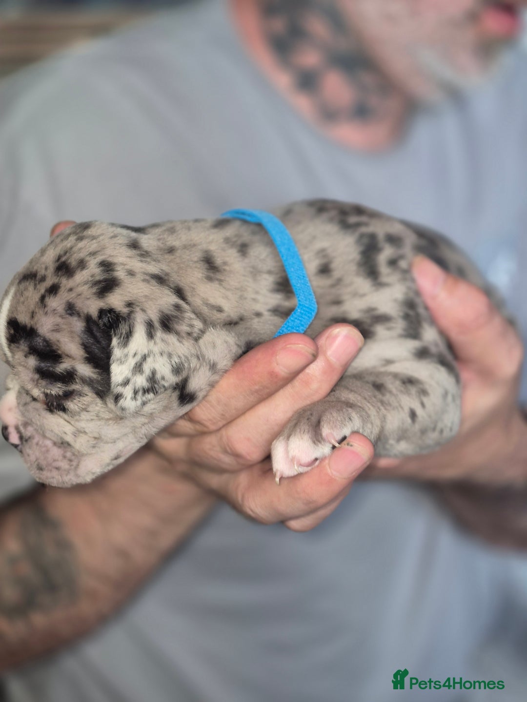 Olde English Bulldogge dogs for sale: STUNNING LITTER OF OLD ENGLISH BULLDOGS 😍  - Image 8