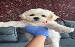 Bichon Frise dogs for sale: Bichon Frise Puppies  - Image 24