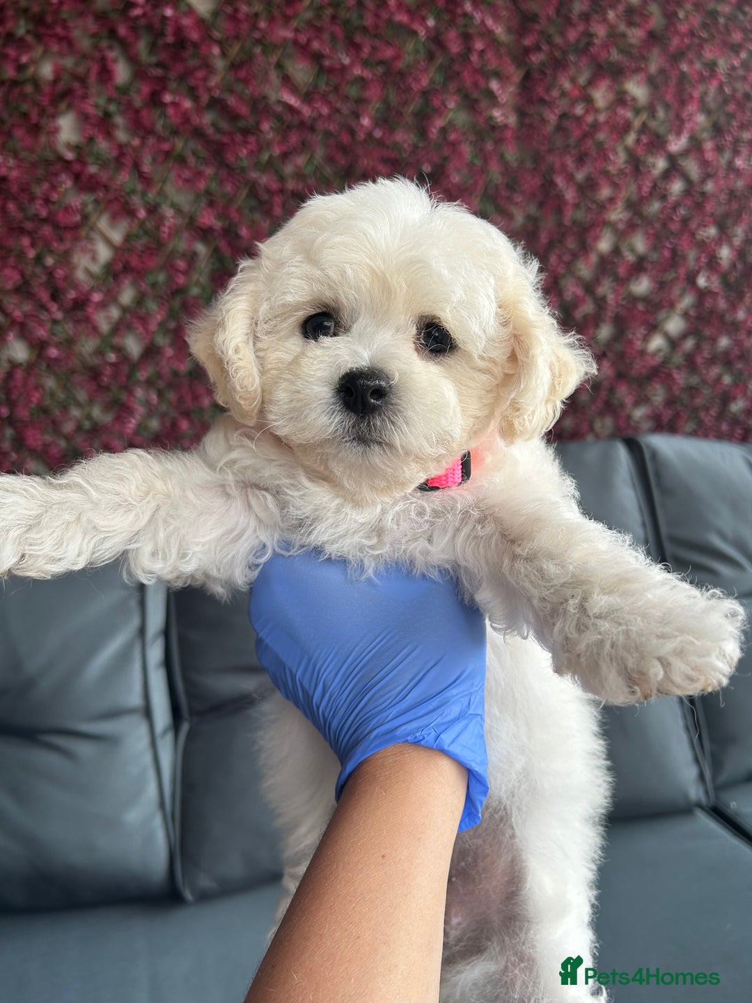 Bichon Frise dogs for sale: Bichon Frise Puppies  - Image 24