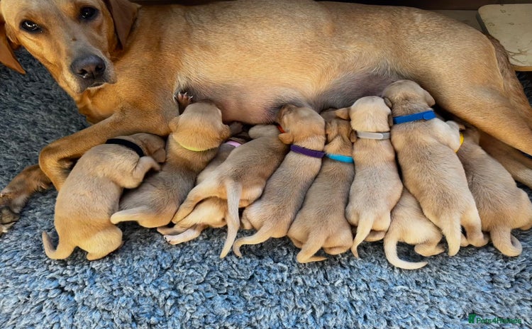 Labrador Retriever dogs - Advert 8
