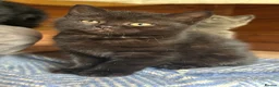 Mixed Breed cats for sale: 6 Kittens for forever homes - see description  - Advert 6