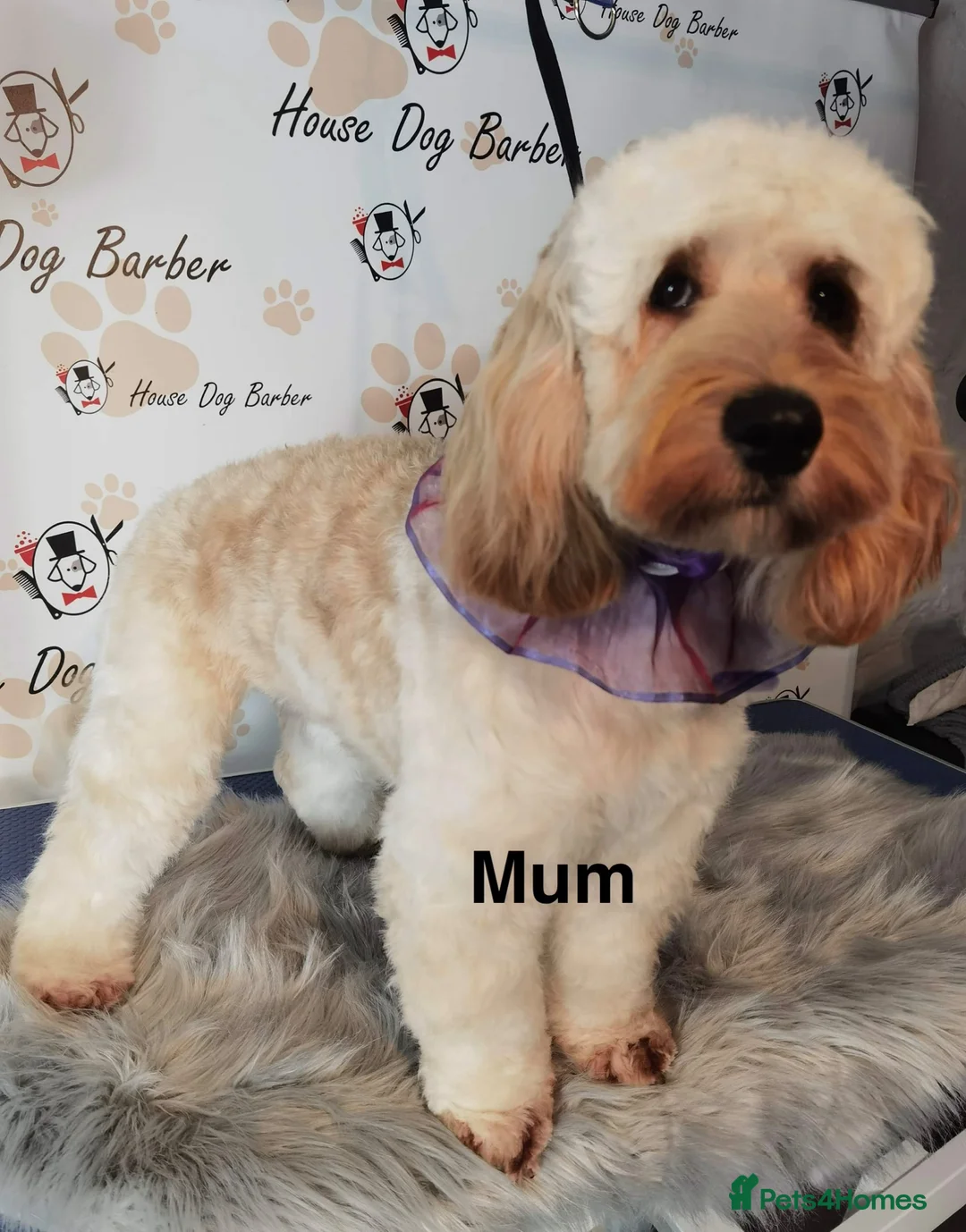 Cockapoo dogs for sale: Cockapoo puppy’s  - Advert 2