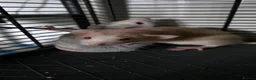 Rat rodents for sale: 2 Female rats  - Advert 2