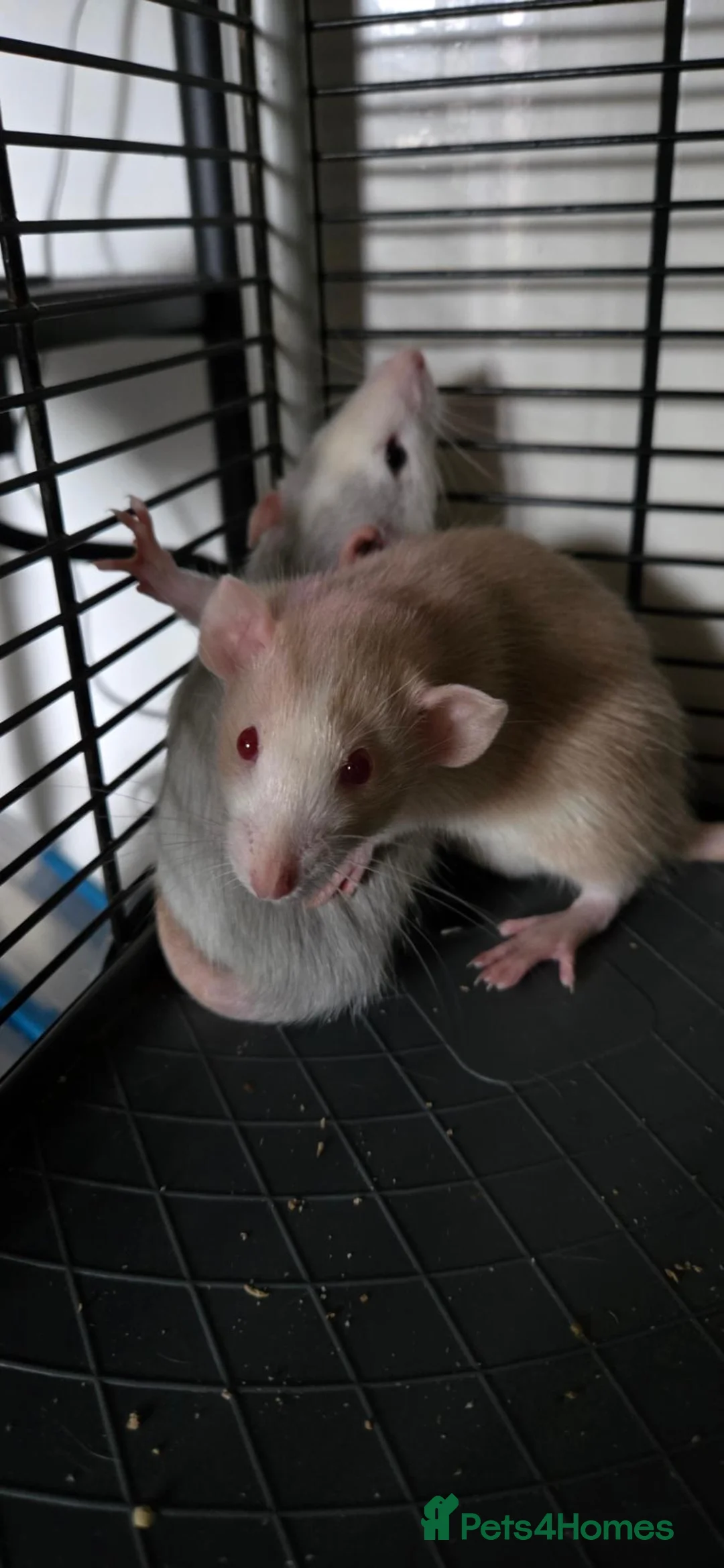 Rat rodents for sale: 2 Female rats  - Advert 2