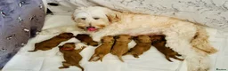 Labradoodle dogs for sale: Beautiful Labradoodle Puppies — 2 Boys, 2 Girls in Bury Saint Edmunds - Advert 1