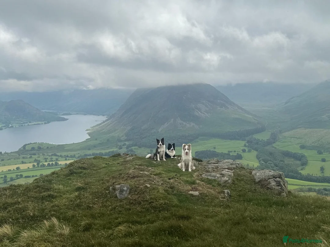 Border Collie dogs for sale: Stunning KC Reg Health Tested Border Collies - Advert 2