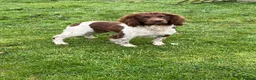 English Springer Spaniel dogs for sale: 4 year old springer spaniel female  - Advert 4