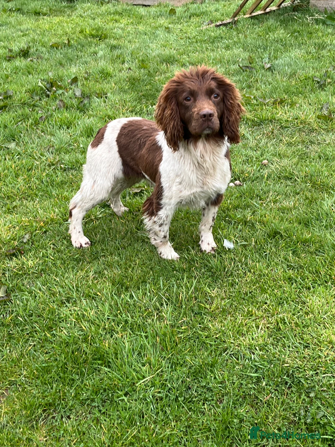 English Springer Spaniel dogs for sale: 4 year old springer spaniel female  - Advert 4