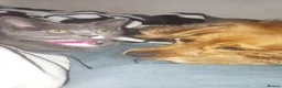 Mixed Breed cats for sale: Grey kitten - Advert 3