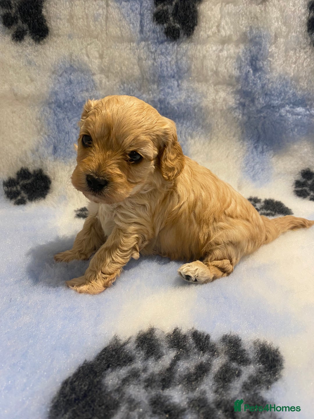 Cavapoo dogs for sale: 5 apricot cavapoo puppies - Advert 8