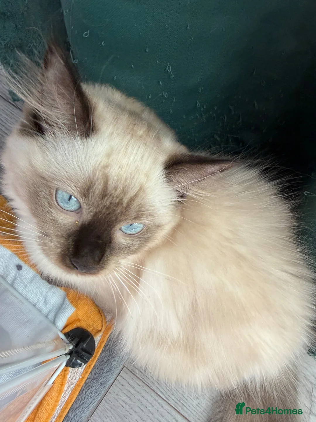 Ragdoll cats for sale: Ragdoll - Advert 7