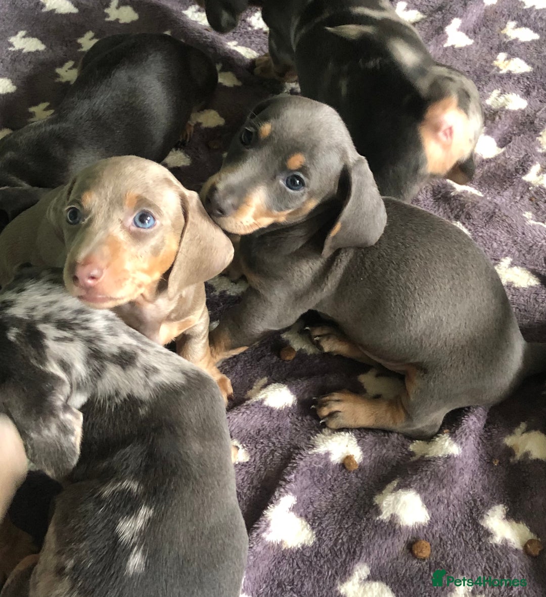 Miniature Dachshund dogs for sale: Miniature dachshund puppies  - Image 5