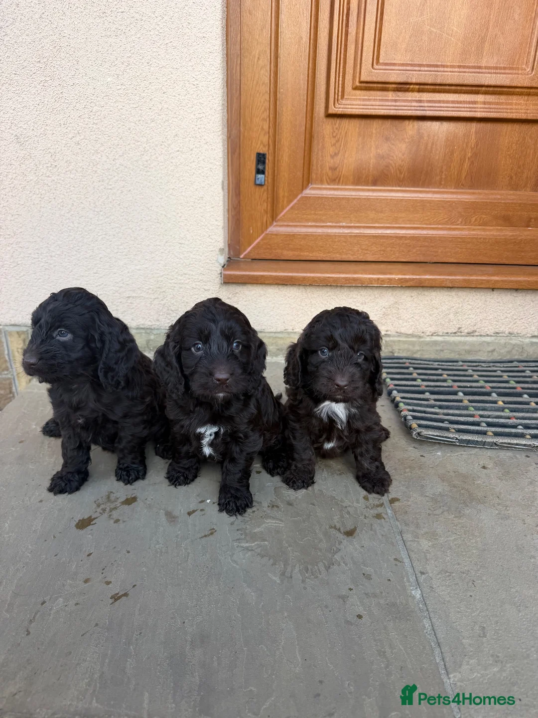Cockapoo dogs for sale: Cockerpoo puppies ready 10.09.26 in Leeds - Advert 1