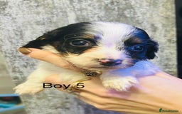 Mixed Breed dogs for sale: Adorable doxiepoo puppies  - Image 9