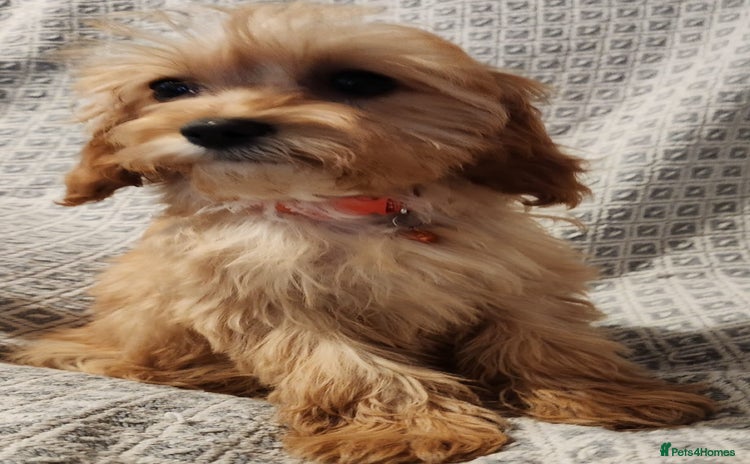Cavapoo dogs - Advert 15