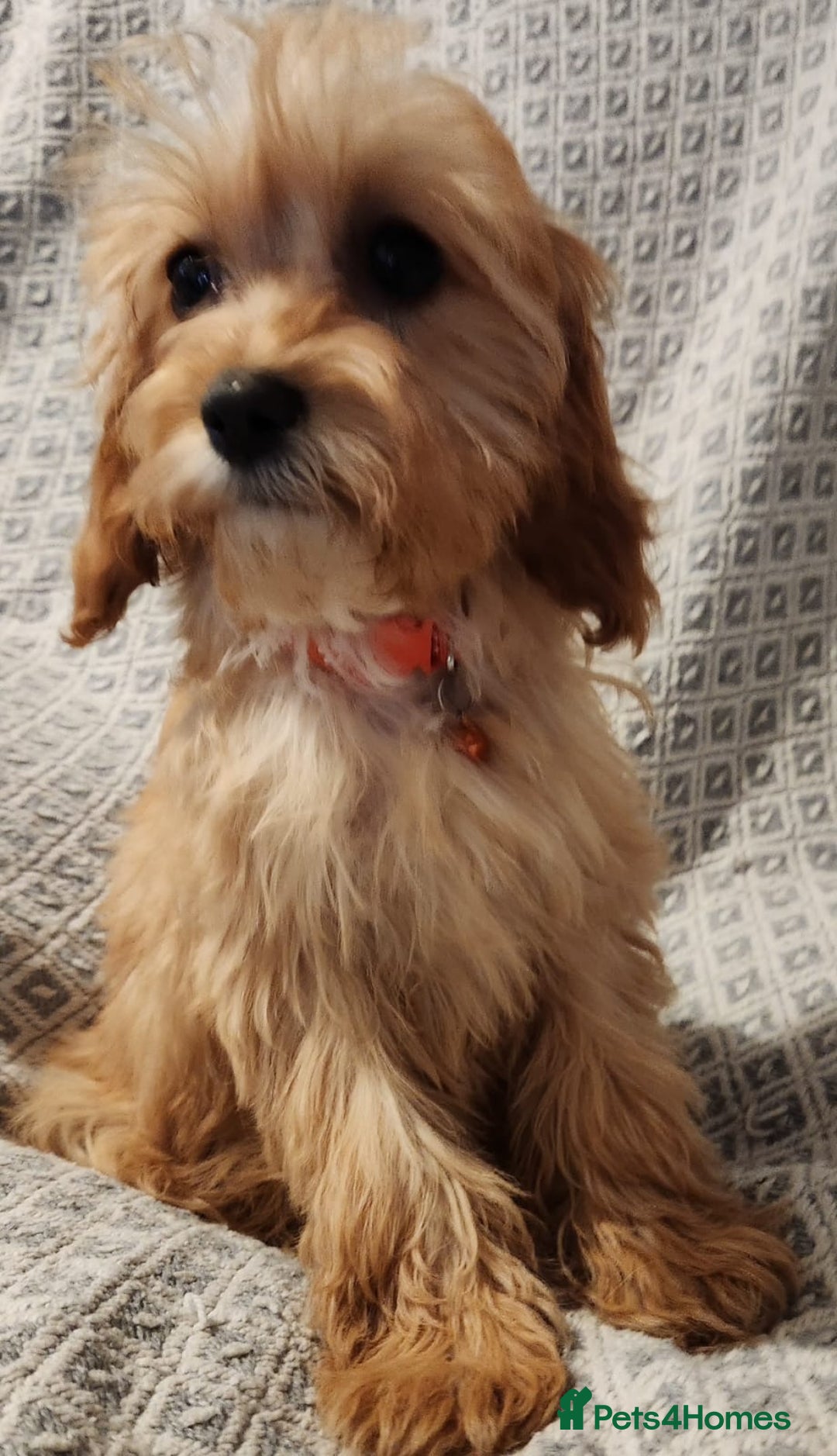 Cavapoo dogs for sale: Toy Cavapoo Puppies Looking for Forever Homes!! - Image 1