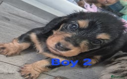 Miniature Dachshund dogs for sale: Miniature long haired dachshund  - Image 12