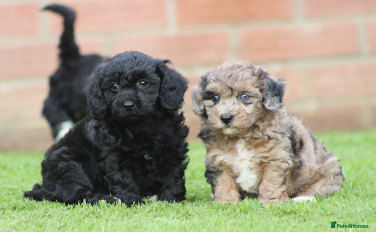 Cavapoochon dogs - Advert 3
