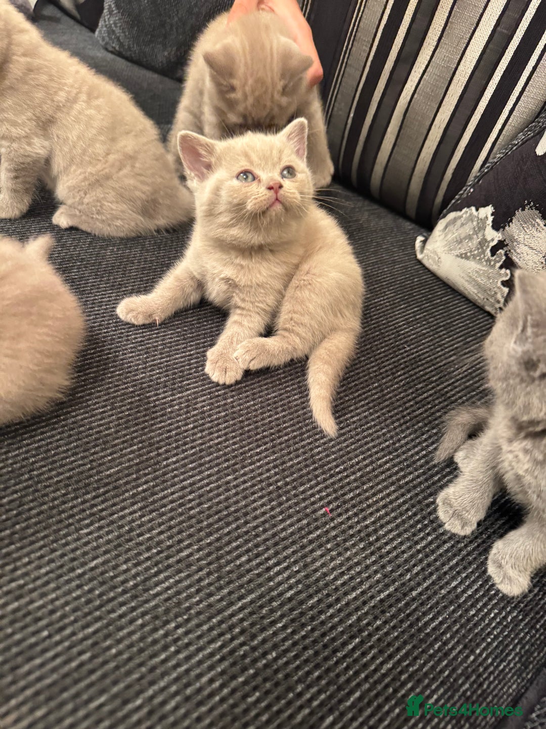 British Shorthair cats for sale: Lovely British shorthair Kitten  - Advert 11
