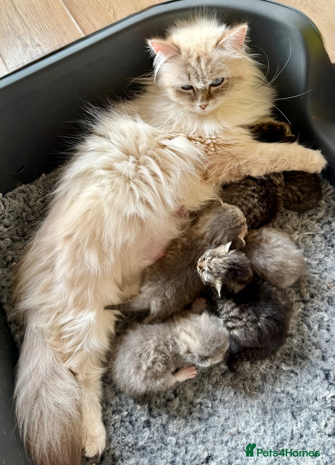 Siberian cats for sale: Really pretty Pedigree Siberian kittens in Droitwich - Advert 2