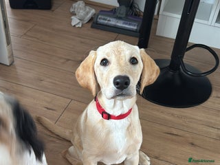 Labrador Retriever dogs Loving lively Labrador - Advert 2