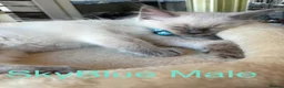 Ragdoll cats for sale: 💙6 Beautiful Pure Ragdoll Kittens💙 - Advert 13