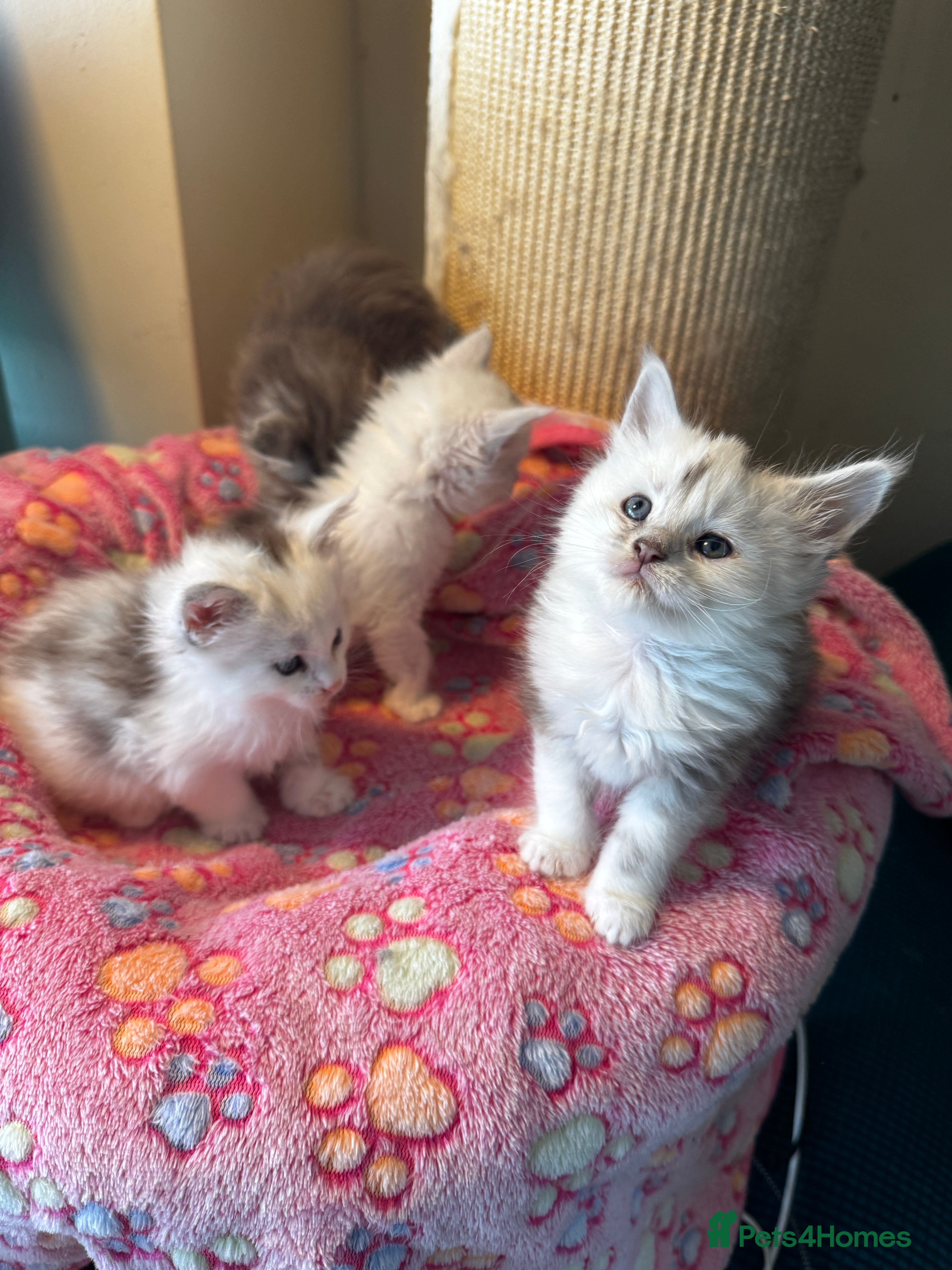Maine Coon cats Stunning Shaded Pure Maine Coon Kittens. - Advert 6