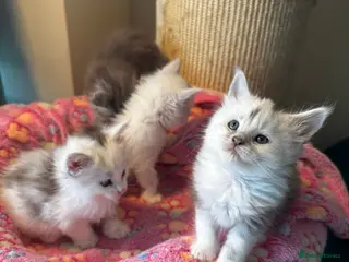 Maine Coon cats Stunning Shaded Pure Maine Coon Kittens. - Advert 3