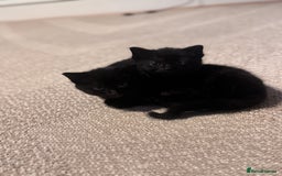 Domestic Shorthair cats for sale: Kittens for sale  - Image 3