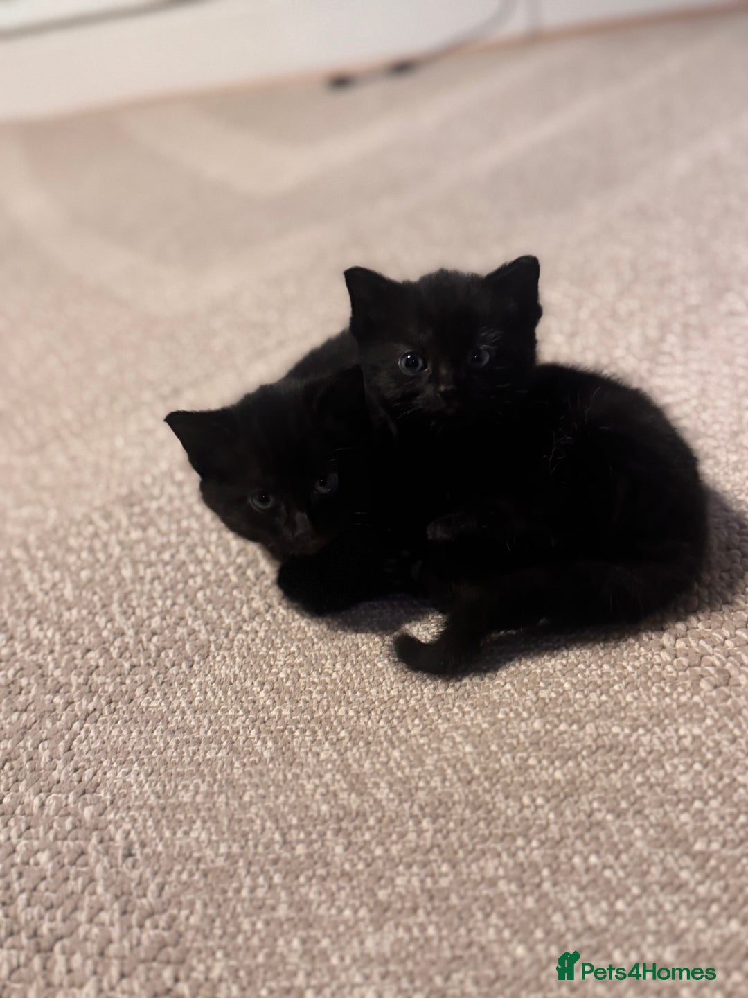 Domestic Shorthair cats for sale: Kittens for sale  - Image 3