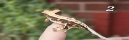 Gecko reptiles for sale: Various crested geckos - Advert 2