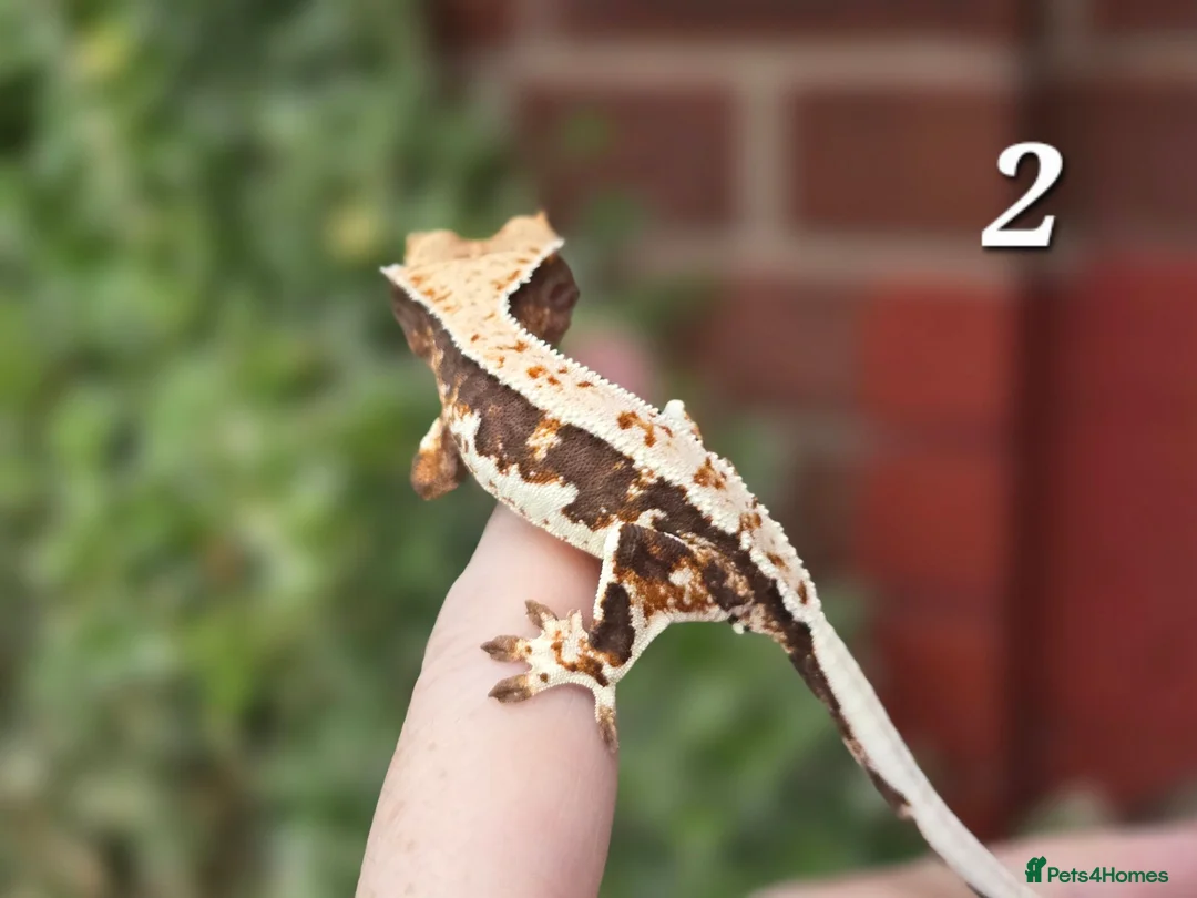 Gecko reptiles for sale: Various crested geckos - Advert 2