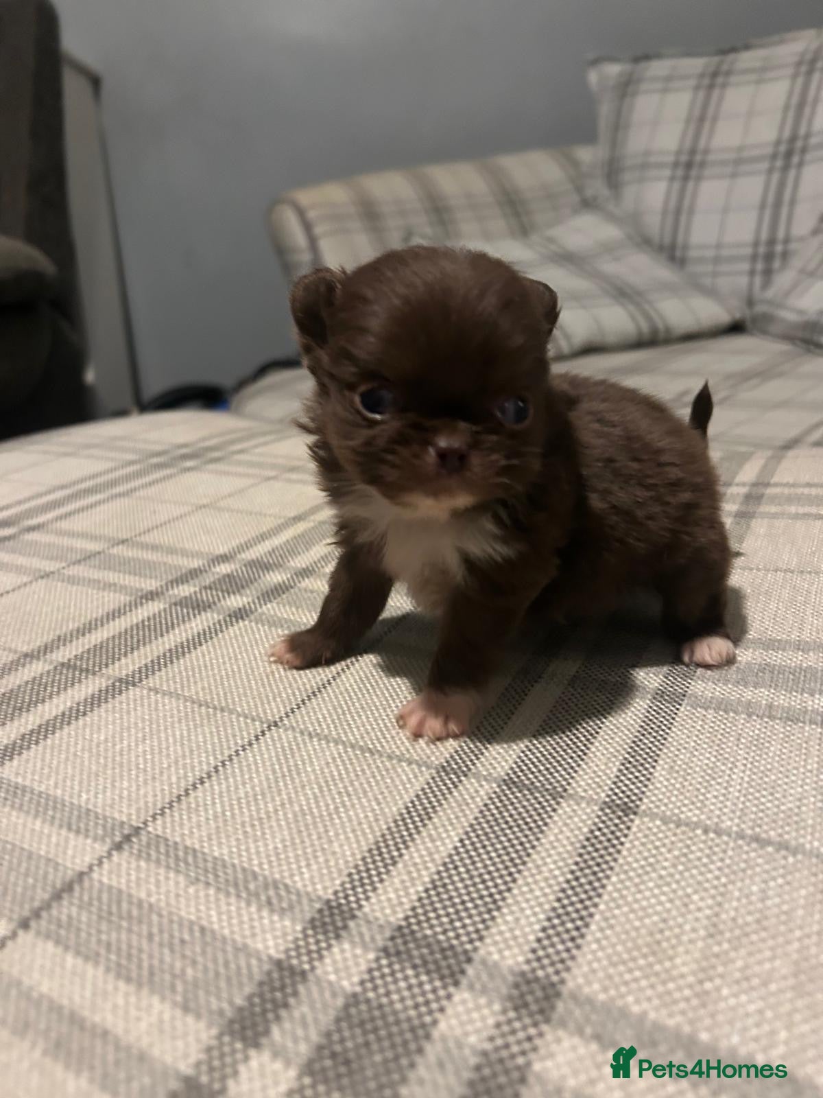 Chihuahua dogs Perfect Chihuahua pups for sale  - Advert 4