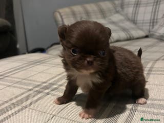 Chihuahua dogs Perfect Chihuahua pups for sale - Advert 1