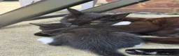 British Shorthair cats for sale: 4 Gorgeous Kittens for Sale - Advert 3
