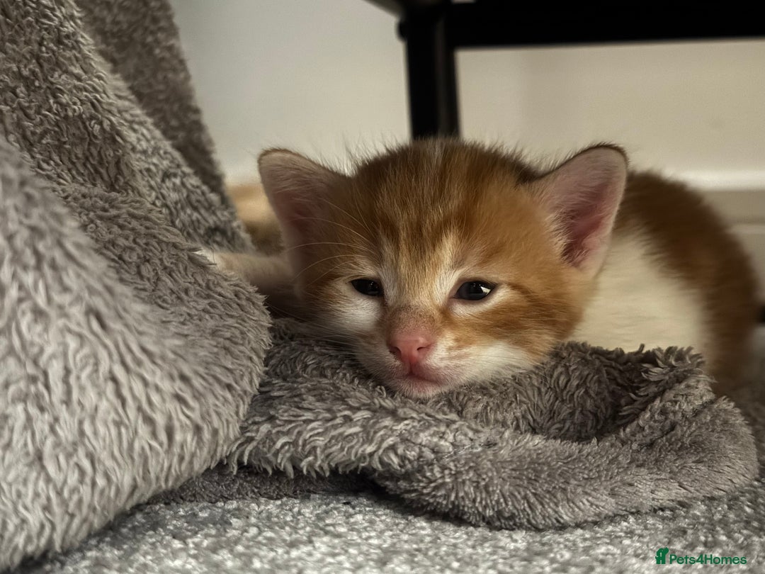 Domestic Shorthair cats for sale: Three Male kittens 🐱  - Image 14