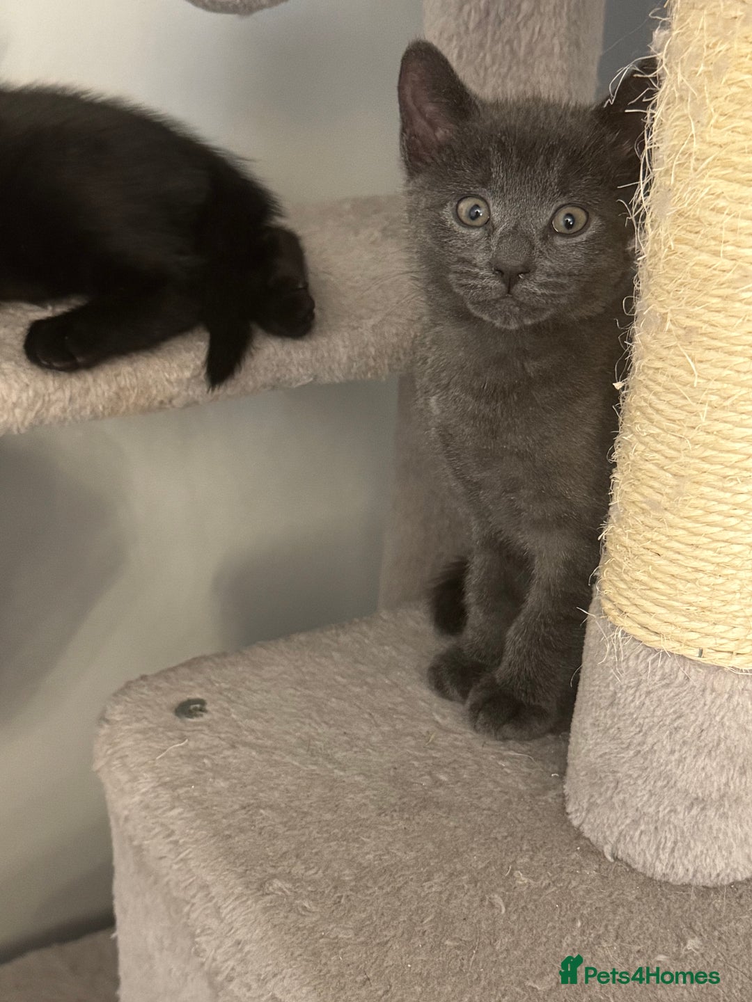 Mixed Breed cats for sale: Ragdoll crossed kittens only one girl left  - Advert 2