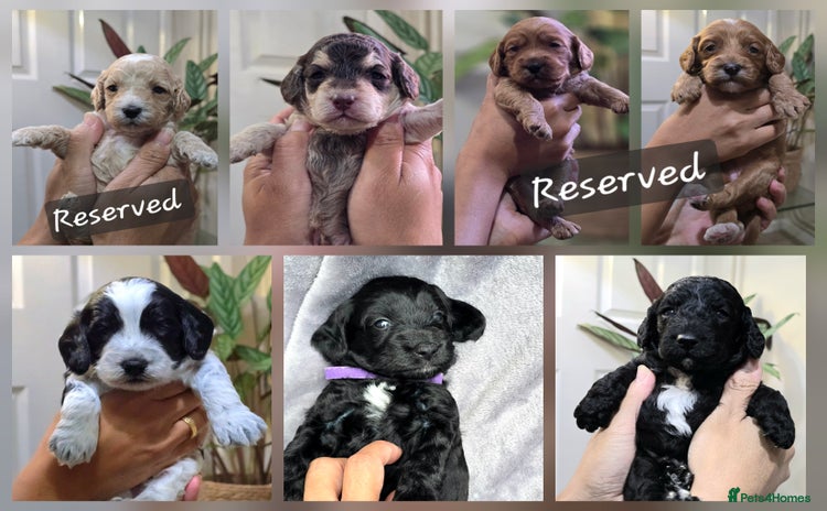 Cockapoo dogs - Advert 1
