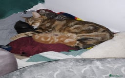 Mixed Breed cats for sale: 2 Male Bengal X Kittens for Sale. - Image 5