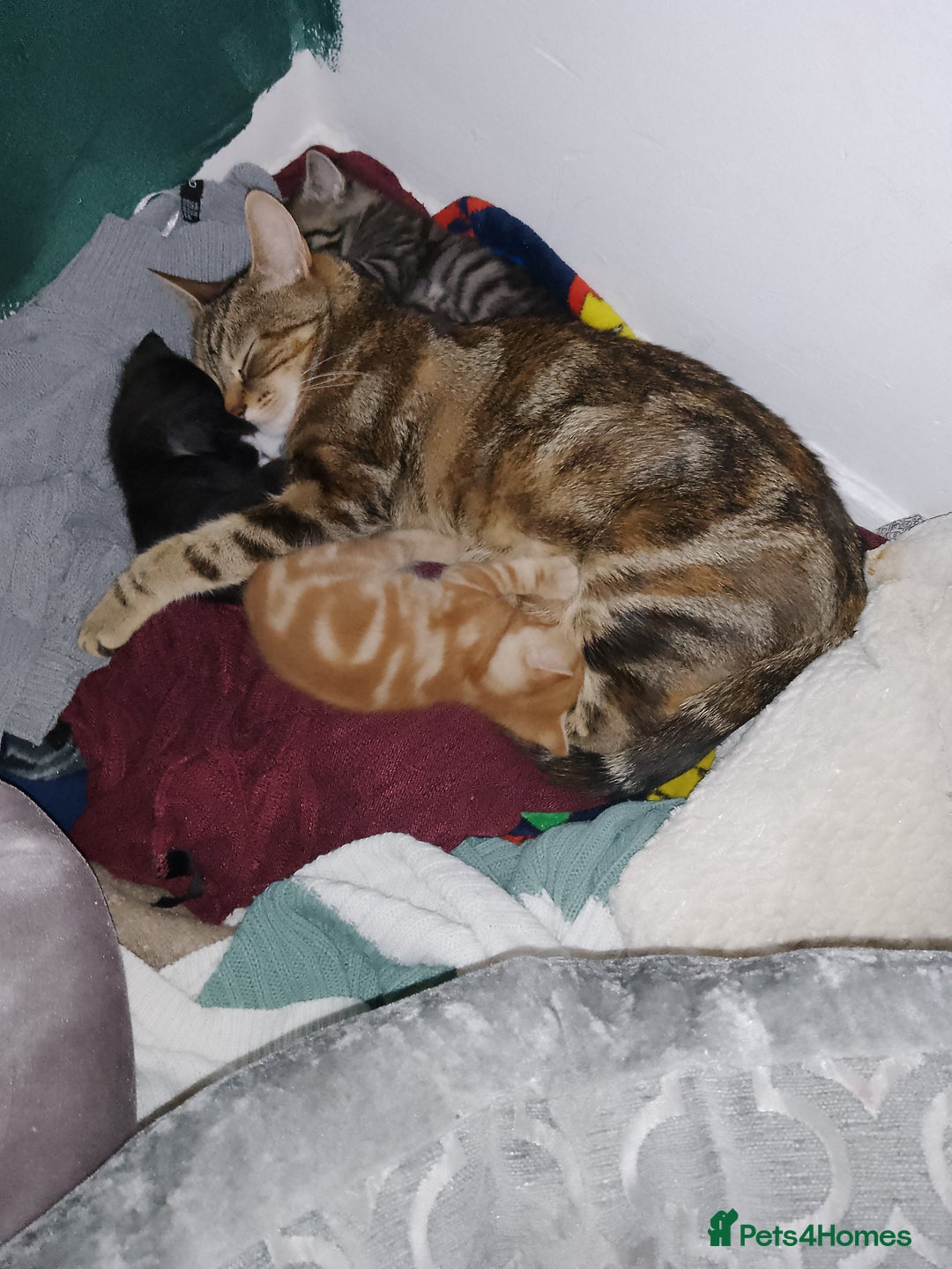 Mixed Breed cats for sale: 2 Male Bengal X Kittens for Sale. - Image 5