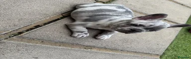 French Bulldog 4