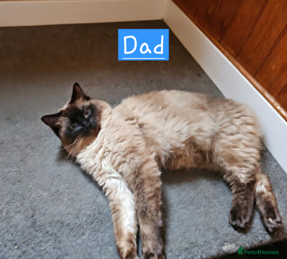 Ragdoll cats for sale: Beautiful Ragdoll Kittens  - Advert 15