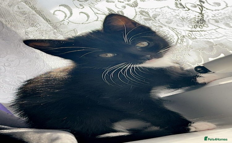 Domestic Shorthair cats - Advert 11