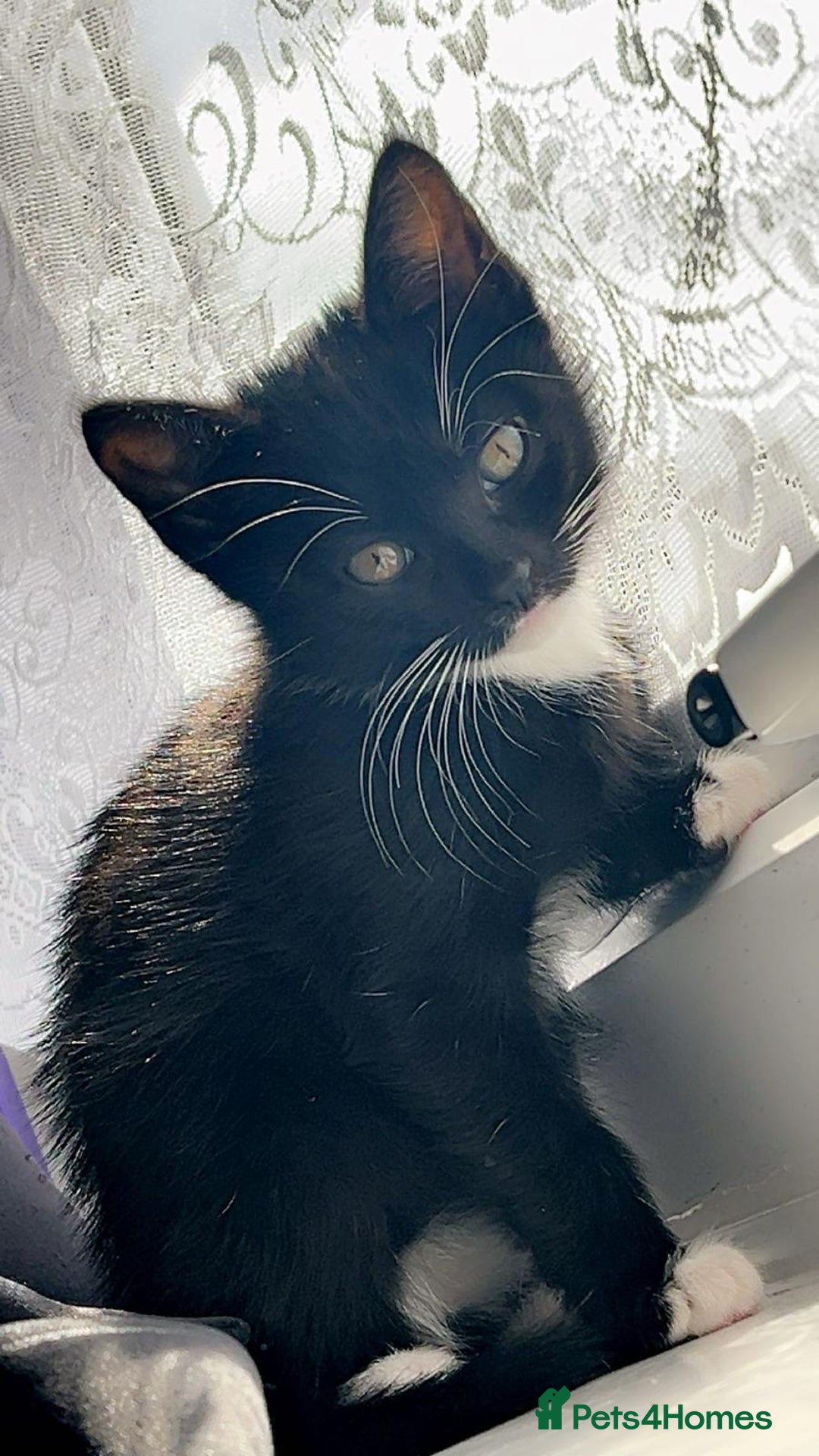 Domestic Shorthair cats for sale: cat and kittens for rehoming - Image 1