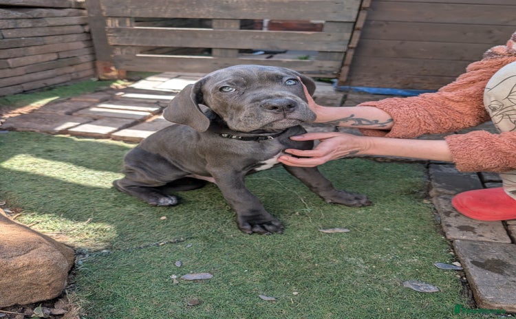 Cane Corso dogs - Advert 2