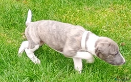 Whippet dogs for sale: Quality KC reg Whippet Puppies - Image 27