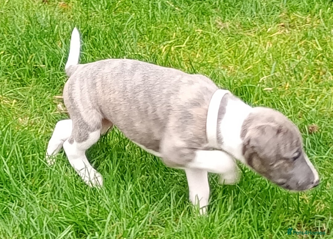 Whippet dogs for sale: Quality KC reg Whippet Puppies - Image 27