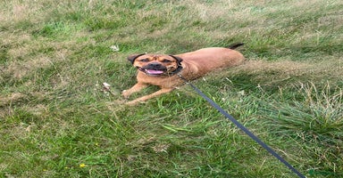 Mixed Breed dogs - Advert 16