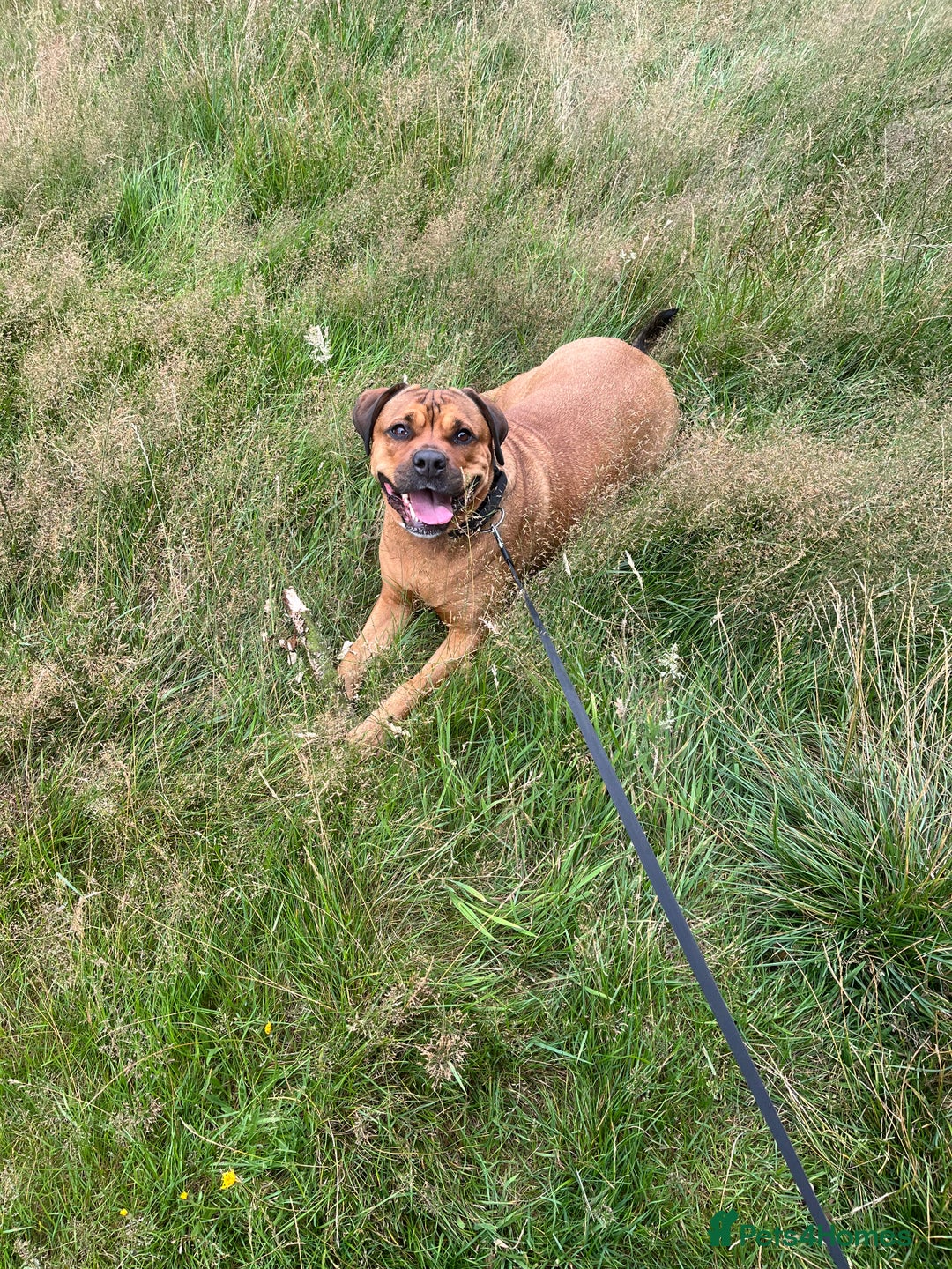 Mixed Breed dogs for sale: 4 year old Rottie X American Bulldog - Image 2