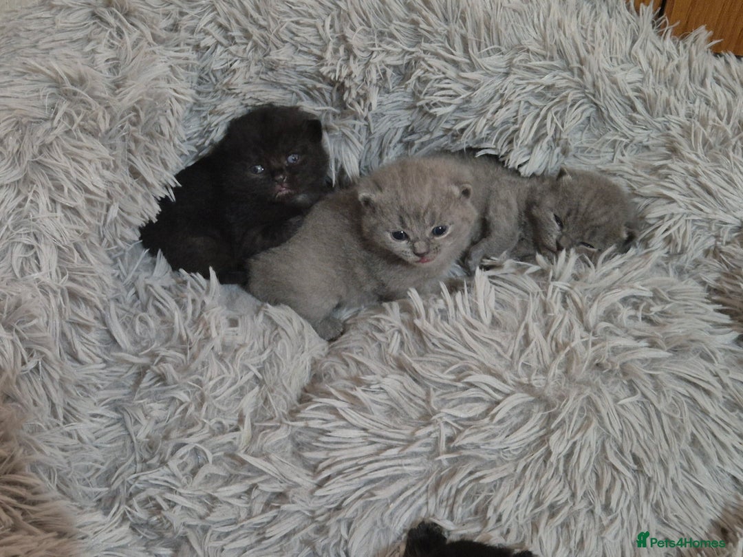 British Shorthair cats for sale: Adorabl blue and black british short hair kittens - Advert 5